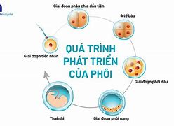 Hình Ảnh Phôi Ngày 3 Loại 2