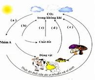 Thổi Khí Cacbon Điôxít Co2 Vào Nước Vôi Trong Thấy